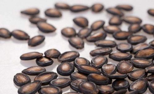 糖人吃籽瓜,甜蜜艺术新体验